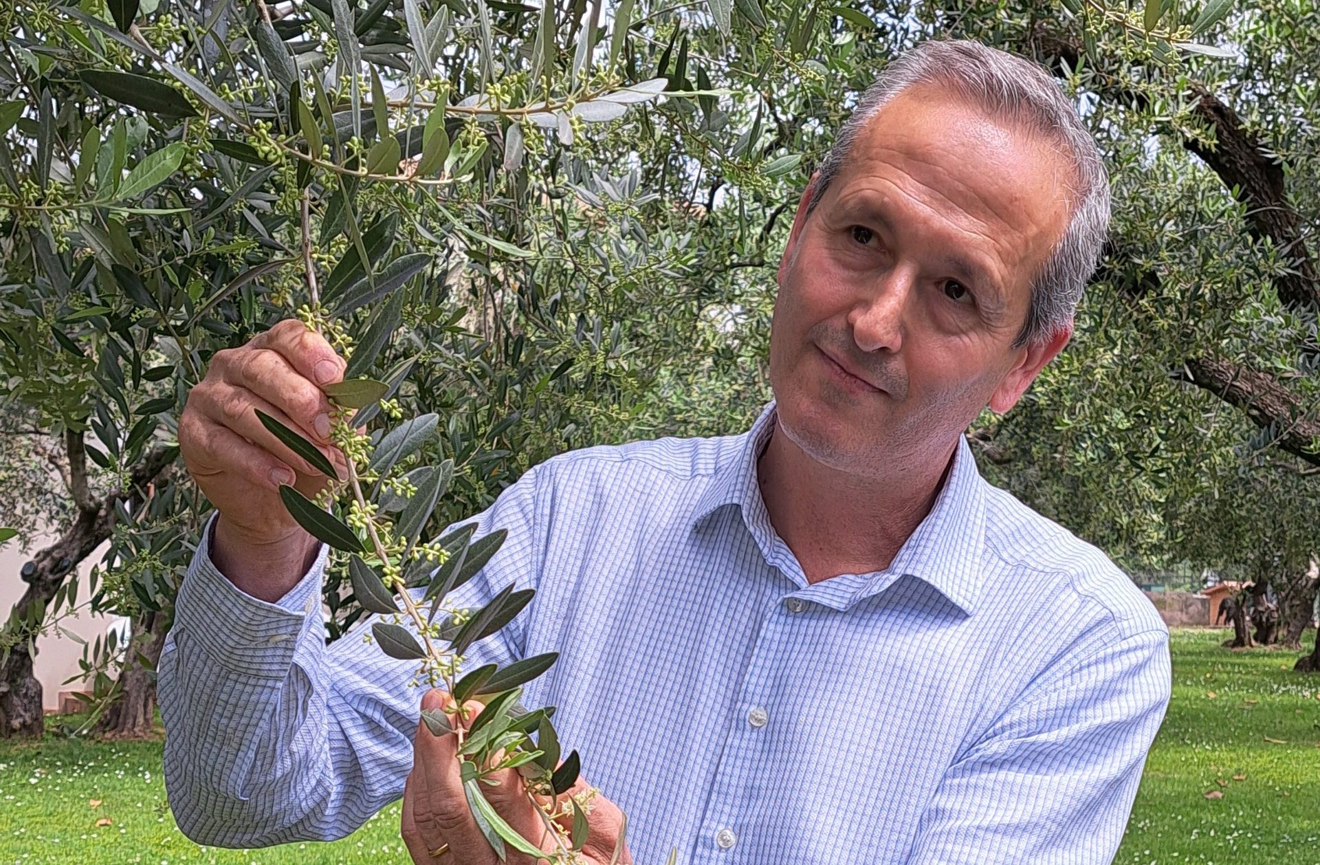 Giancarlo Bonamini frantoio