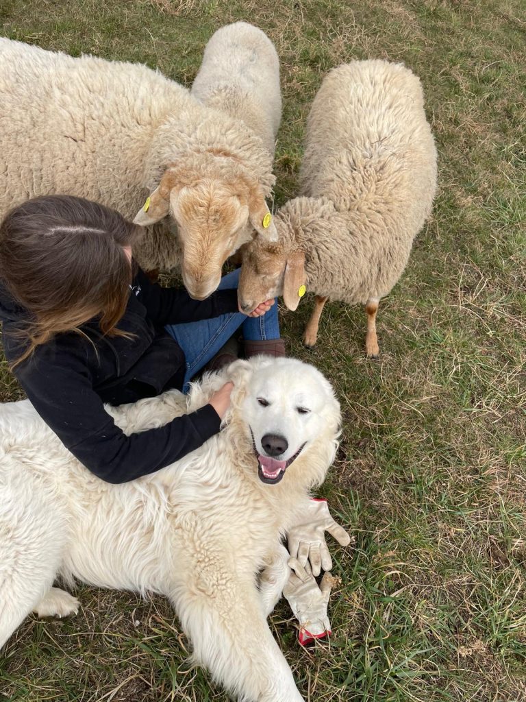 Benedetta Bongiovanni pecora brogna