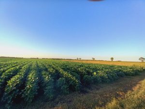 campo soia agricoltura