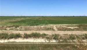 campi di riso a Porto Tolle