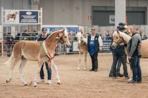 Fieracavalli 2023 - Foto Ennevi
