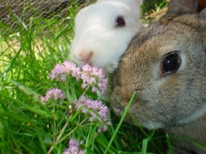 coniglietti conigli vita in campagna fiera