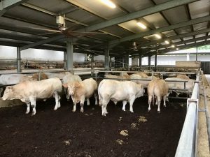 Un allevamento di bovini da carne