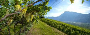 Vigneti Trentino