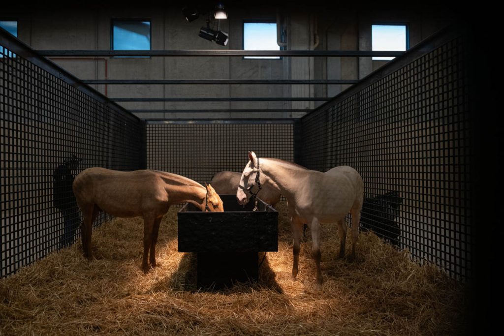 Fieracavalli 2025 - Veronafiere