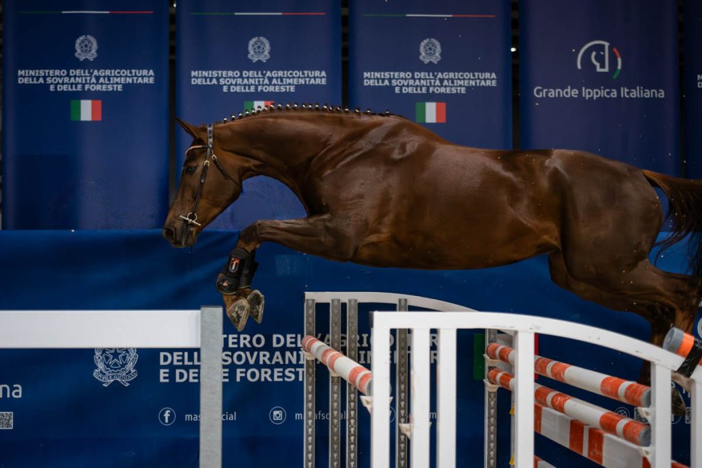 Fieracavalli 2025 - Veronafiere