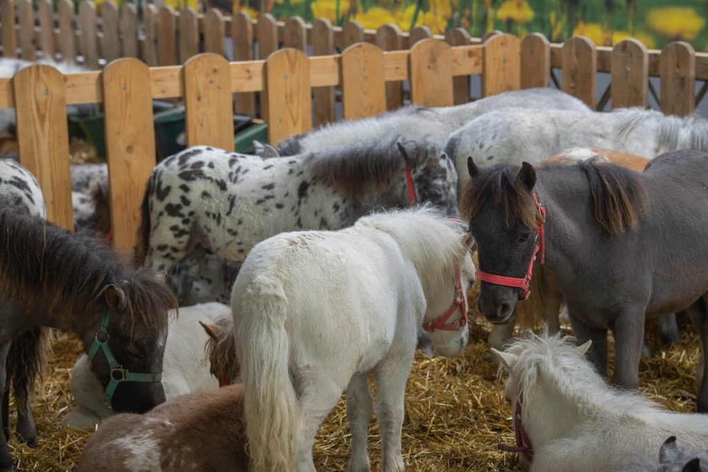 Fieracavalli 2025 - Veronafiere