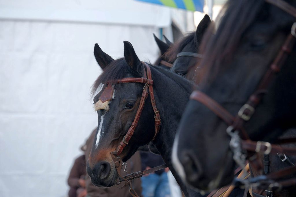 Fieracavalli 2025 - Veronafiere