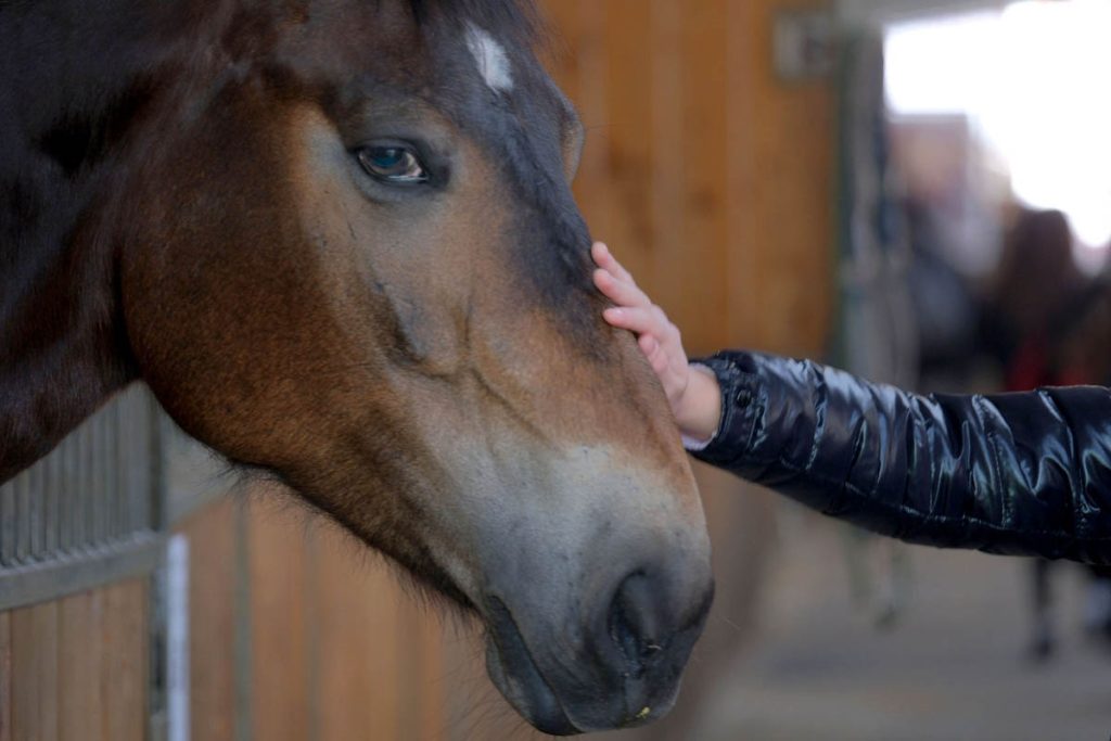 Fieracavalli 2025 - Veronafiere